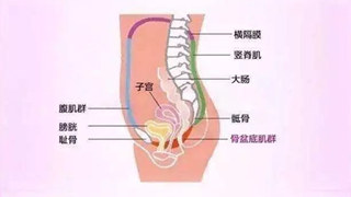 盆底肌損傷不是產(chǎn)后媽媽專屬，這些習(xí)慣也會讓盆底「受傷」